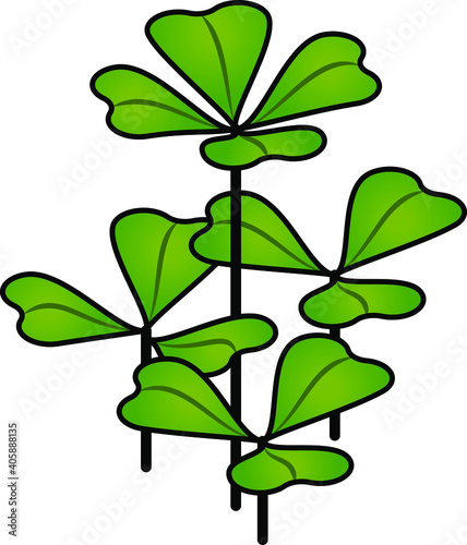 A bunch of clover - spot the lucky four leaved one!