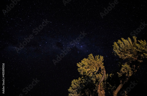 Night sky with Milkyway galaxy over small tree shrubs as seen from Anakao, Madagascar, Southern cross or crux constellation visible near Carina Nebula