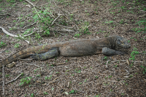 Komodo dragon in Komodo National Park on Rinca Island in Indonesia