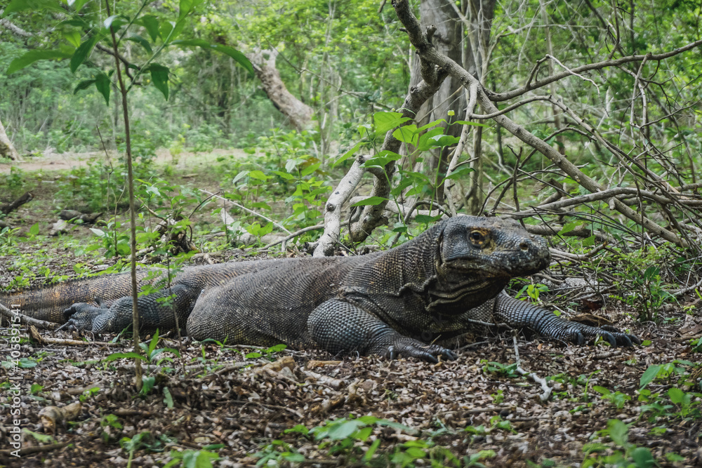 Komodo dragon in Komodo National Park on Rinca Island in Indonesia Komodo dragon in Komodo National Park on Rinca Island in Indonesia