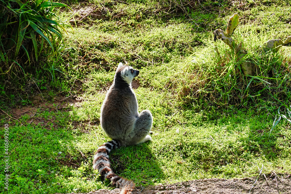 Fototapeta premium A small lemur sitting on the grass