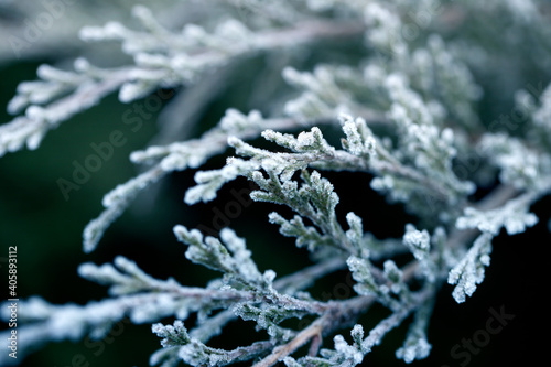 Thuja branch covered with white fresh snow © Kate Pasechnik
