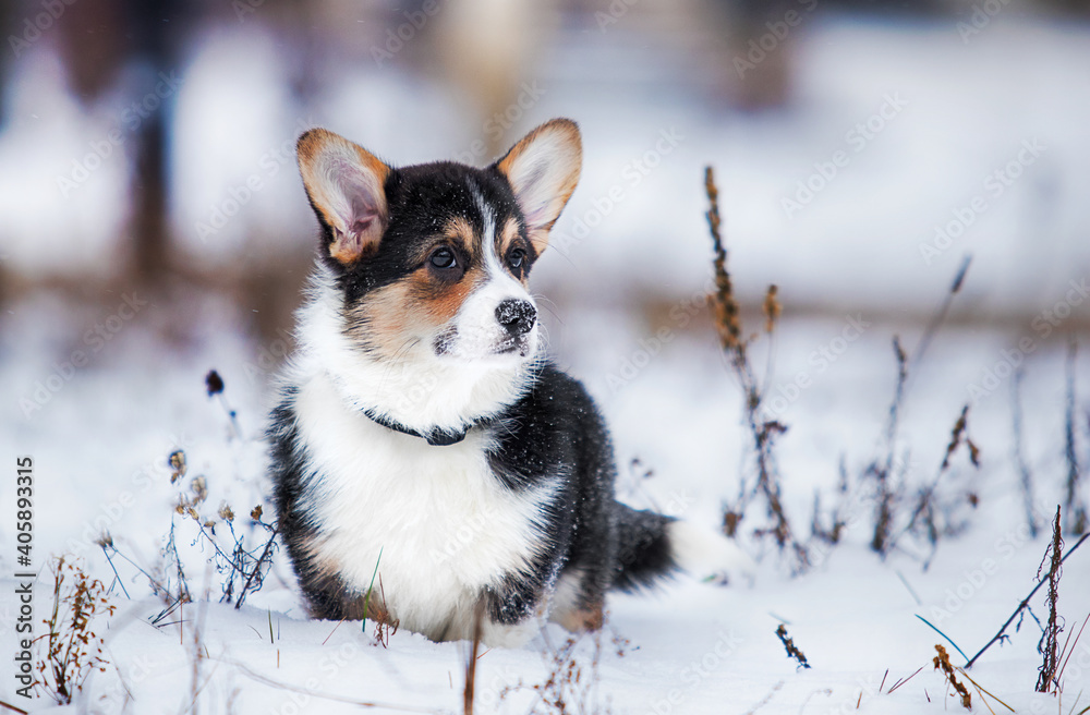 puppy in winter welsh corgi breed