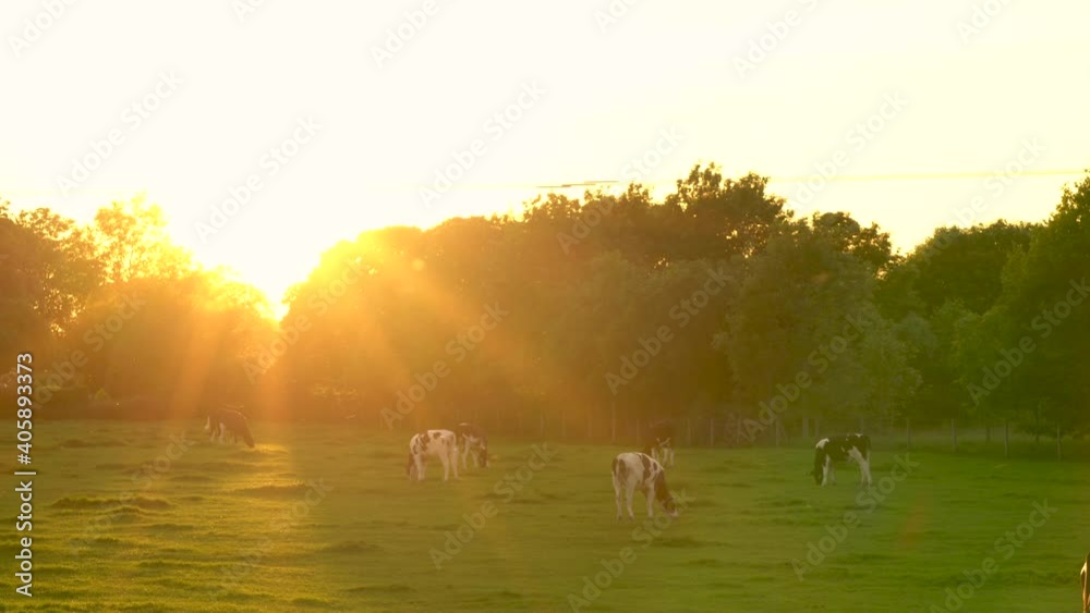 4K video clip showing herd of Friesian cows grazing, eating grass in a field on a farm at sunset or sunrise