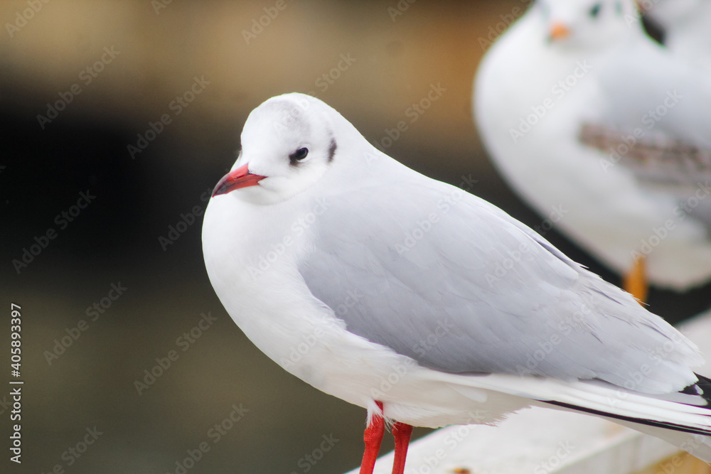 seagulls by the sea. Black Sea. seagulls by the sea. Black Sea.
