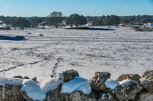 Snowy landscape after the storm Filomena, Galapagar, Madrid, Spain. photo