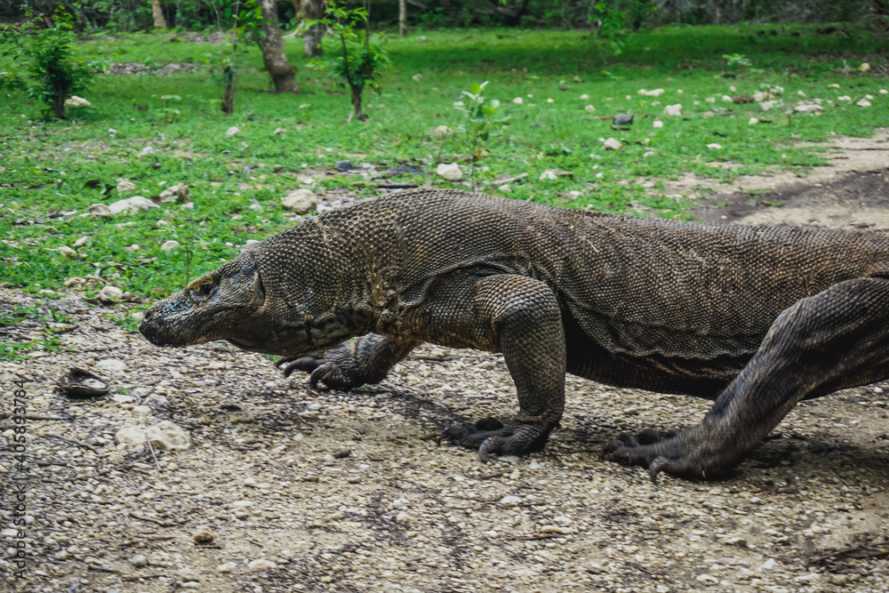 Komodo dragon in Komodo National Park on Rinca Island in Indonesia Komodo dragon in Komodo National Park on Rinca Island in Indonesia