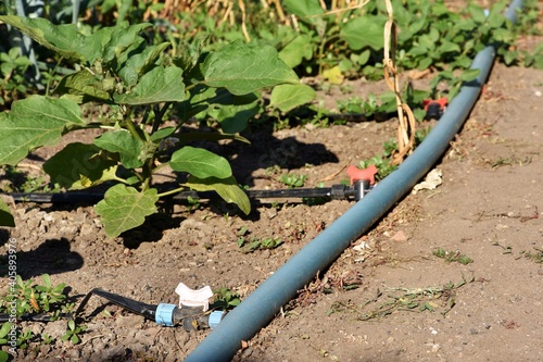 Drip irrigation system on the garden, selective focus. Faucet with red handle for drip irrigation.