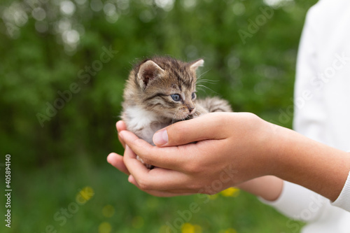Little kittens in the hands of people on a background of green grass.