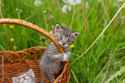 Little kittens on a background of green grass.