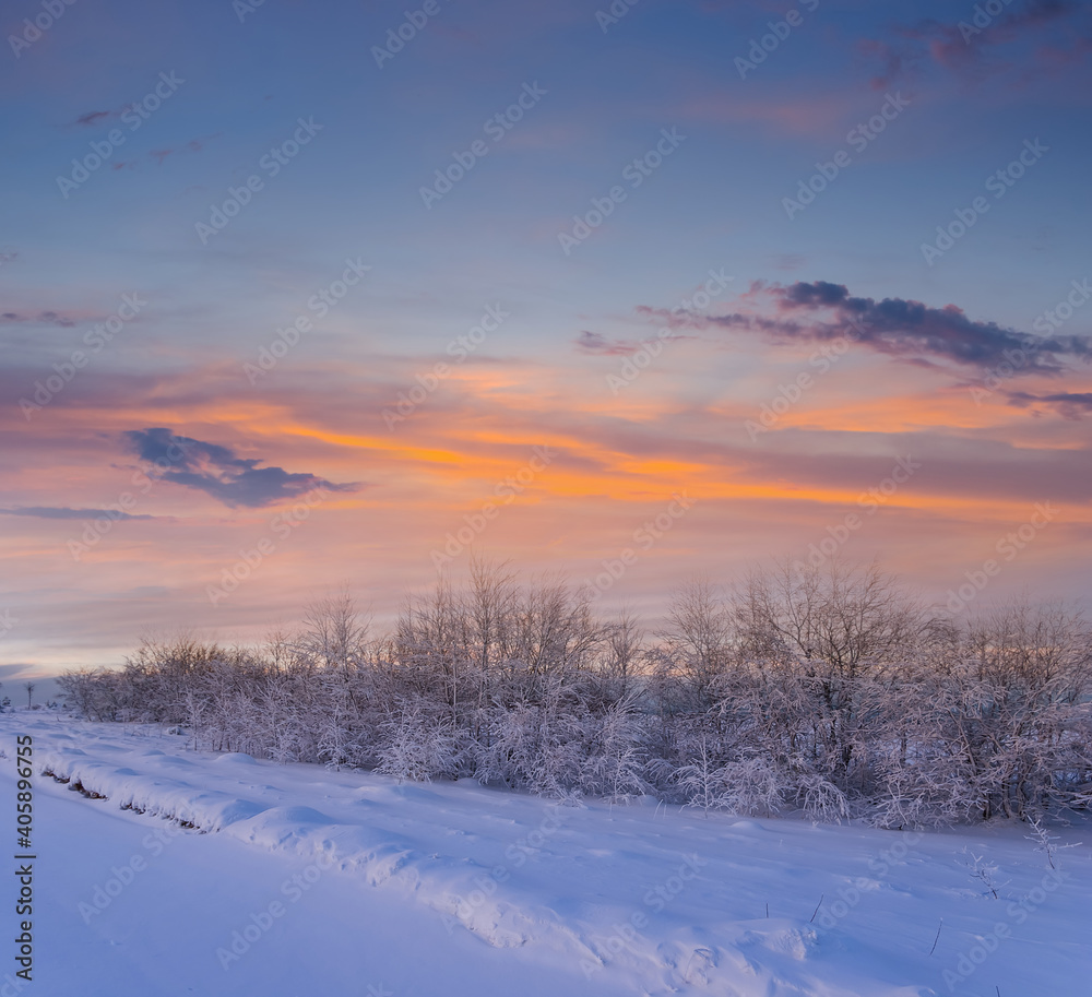 small grove among snowbound plain at the twilight, winter natural scene small grove among snowbound plain at the twilight, winter natural scene