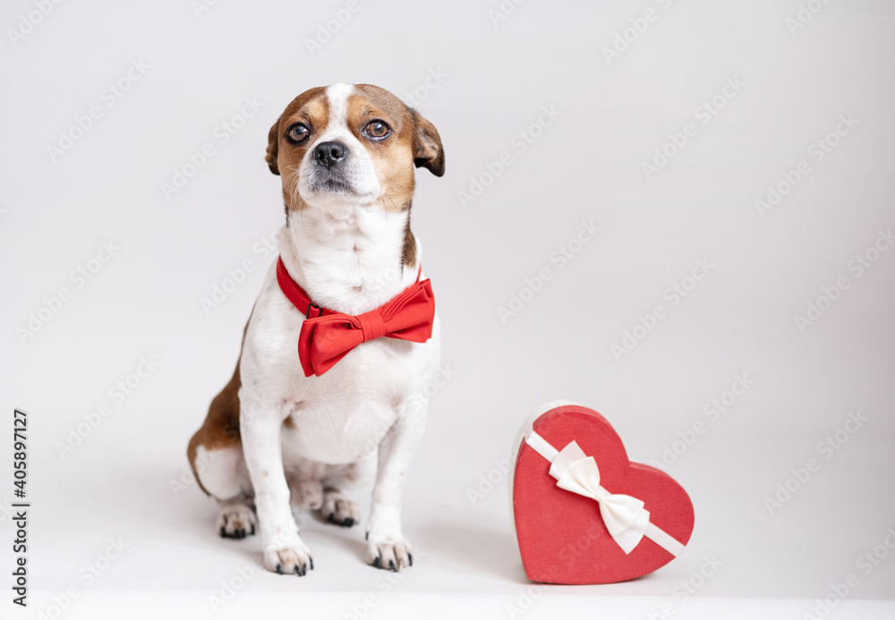  chihuahua dog with red heart gift box in bow tie on grey background. valentine.