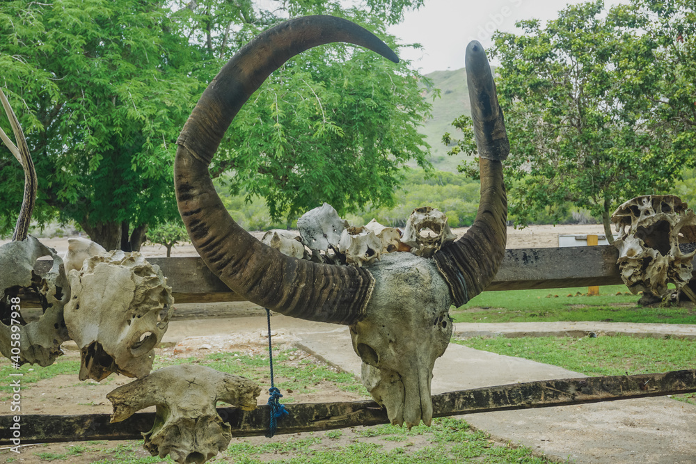 Obraz premium Skulls of horned animals in Komodo Park on Rinca Island in Indonesia