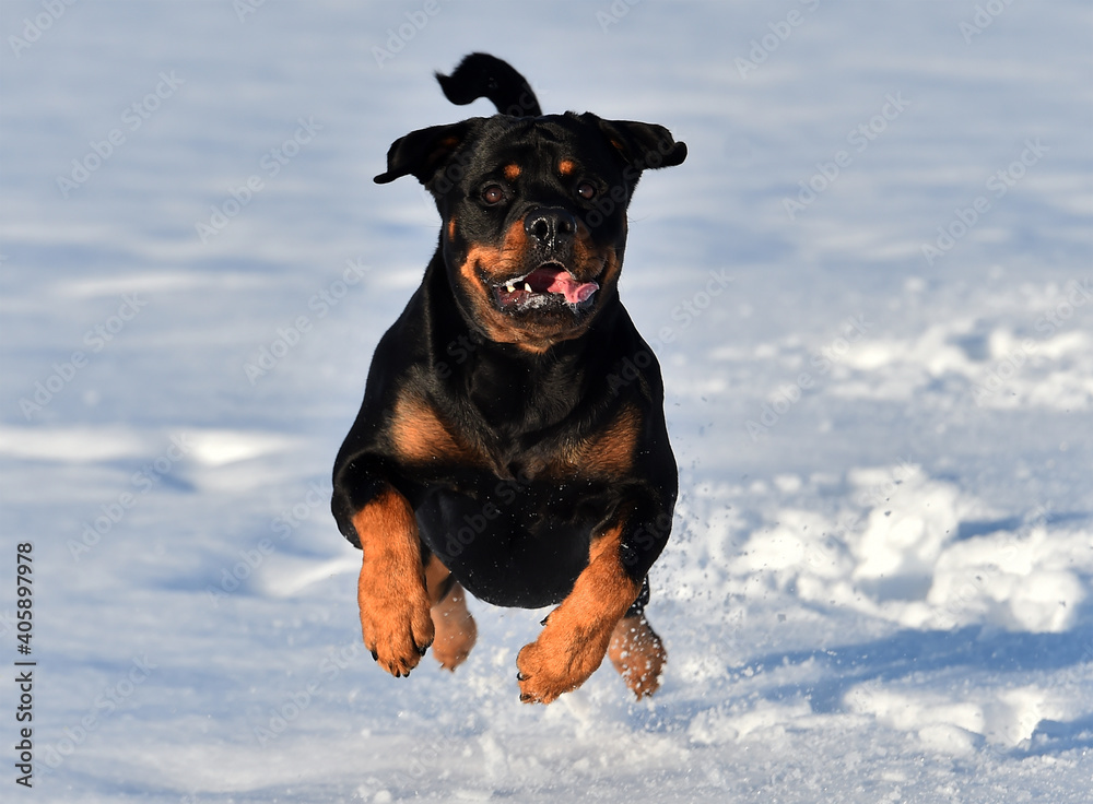 a strong rottweiler in the snow a strong rottweiler in the snow