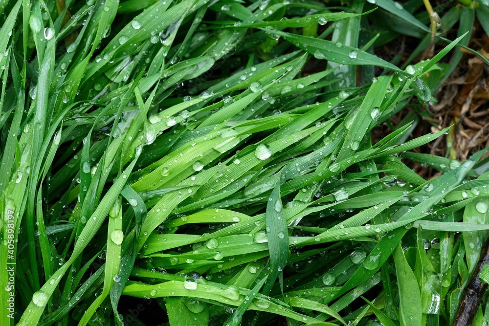 Green spring grass covered with raindrops. Spring background. Green background. Green spring grass covered with raindrops. Spring background. Green background.