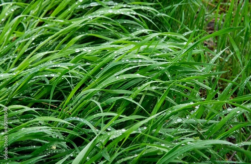 Green spring grass covered with raindrops. Spring background. Green background.