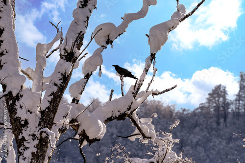 Crow on the tree branch with snow in the winter