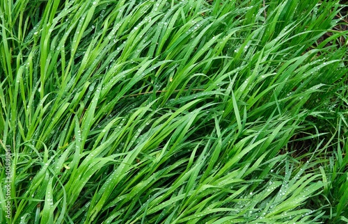 Green spring grass covered with raindrops. Spring background. Green background.