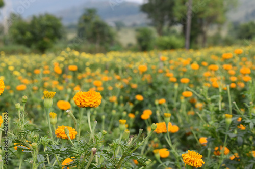 Marigold flower farm with beautiful bloom in Pune