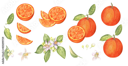 Fototapeta Naklejka Na Ścianę i Meble -  Set of oranges, orange slices and orange blossom on white isolated background. Watercolor hand drawn illustration.	
