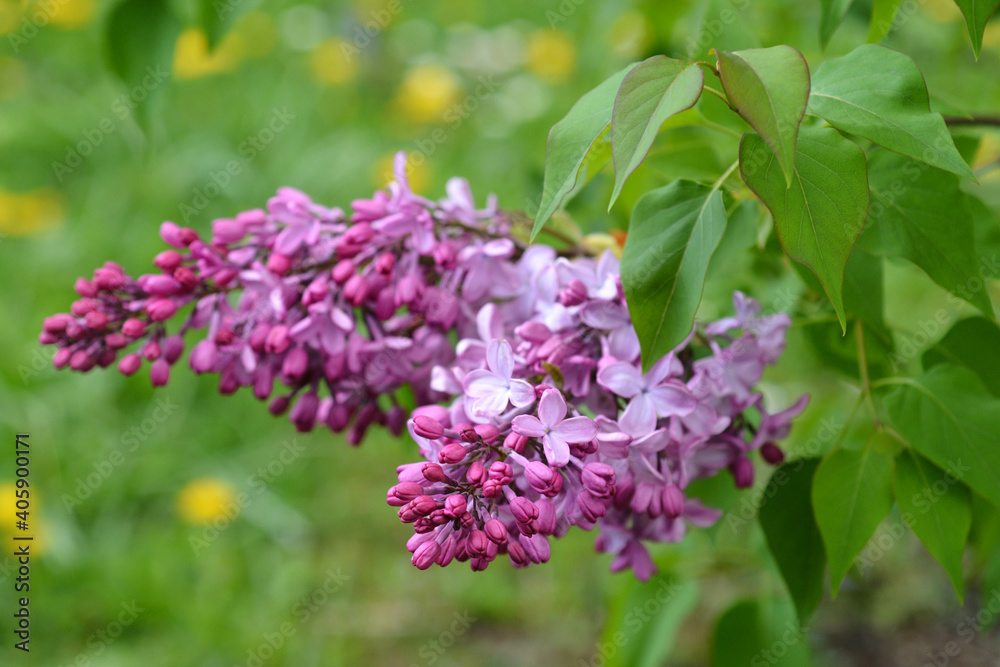 Early flowering Lilac Early flowering Lilac