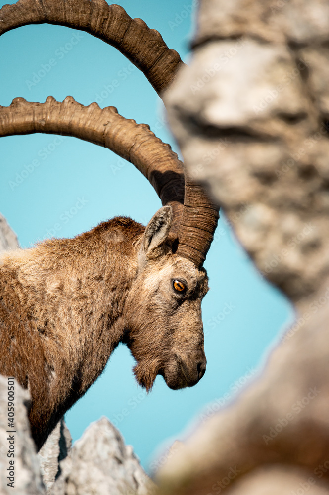 Ibex smile portrait with rocks and blue sky