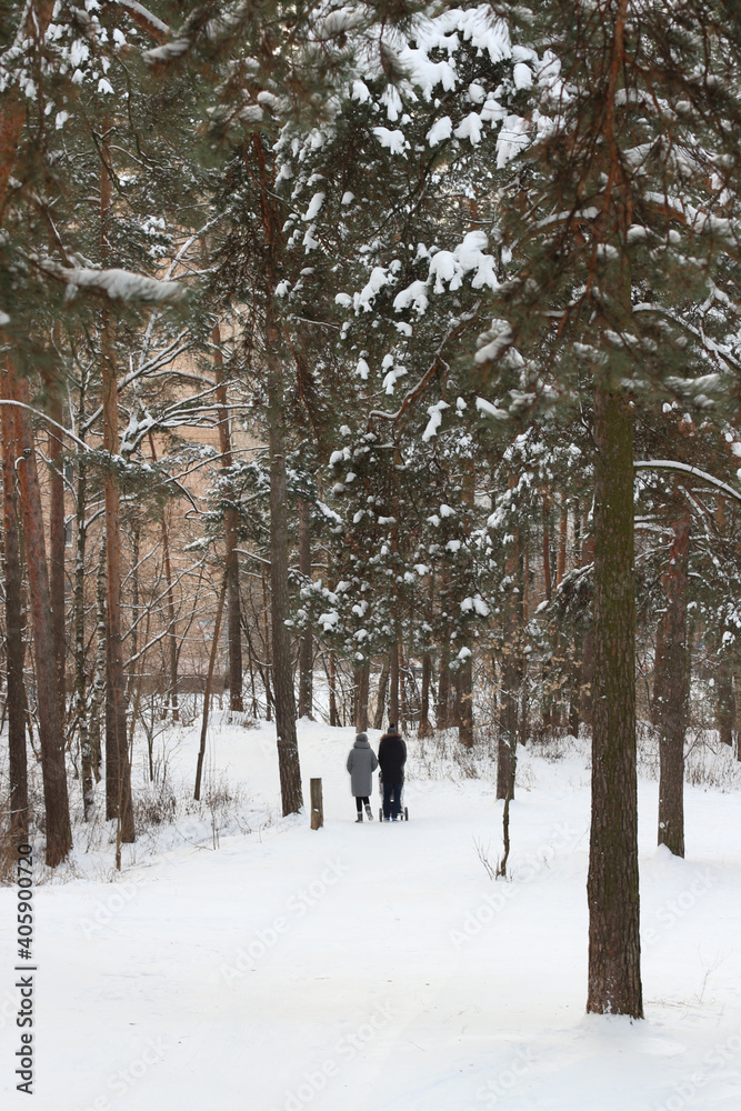 a girl with a stroller walking in the winter forest a girl with a stroller walking in the winter forest