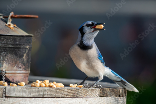 A close up of a young blue jay perched on a wooden table with multiple peanuts at its feet. The bird has black, blue and white feathers. The songbird has its head tilted with a peanut in its beak. 