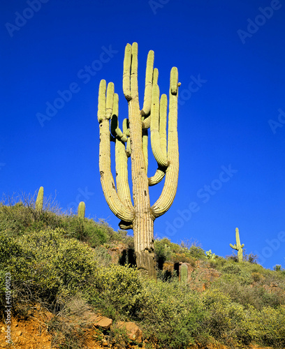 Large Saguaro in the desert southwest photo