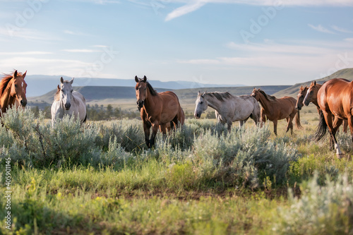 Quadro su tela horses in the meadow