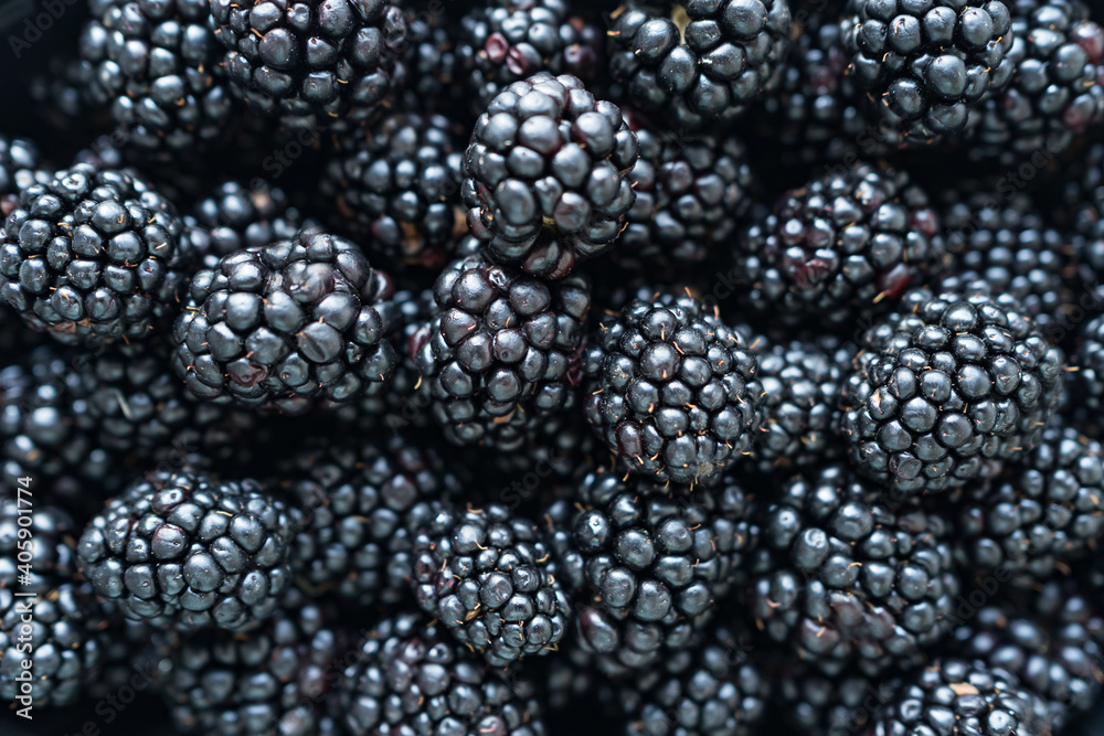 Close up of shiny, freshly picked blackberries.