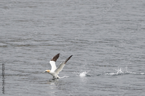 An adult gannet flying through the air over the blue ocean. The seabird has a yellow head  long thin neck  long white wings with black tips  and long black tail. It has blue eyes and a long black bill