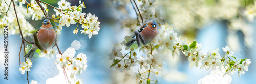 Photography Chaffinch (Fringilla coelebs) birds close up in a forest