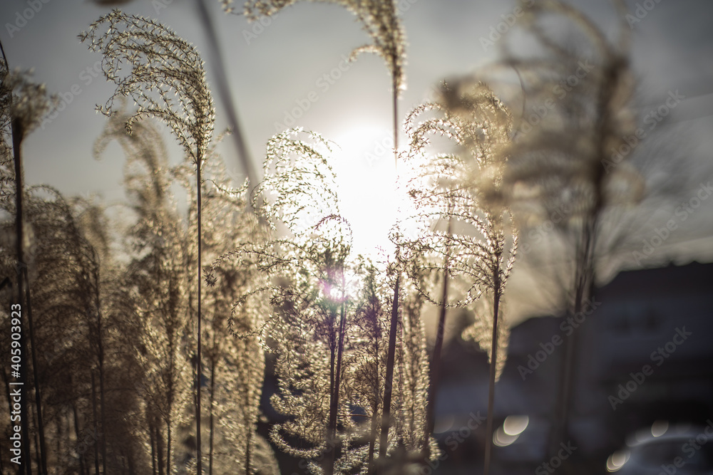 Obraz premium sunset through pampas grass