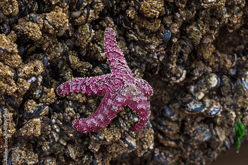 Purple Ochre Sea Star (Pisaster ochraceus) or Ochre Starfish on the Oregon Coast photo