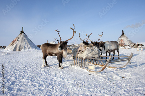 Ethnography. House and deer of the northern inhabitants of the Arctic photo