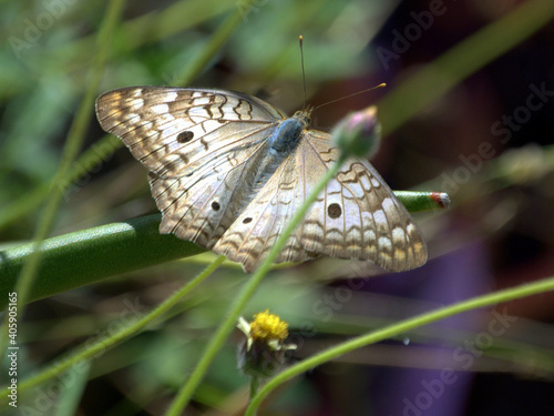 Mariposa 