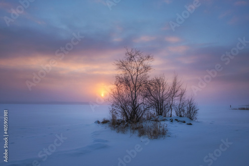 A lonely tree on the shore of Lake Vuoksa against the background of a winter sunset in the Leningrad region © Lana Kray