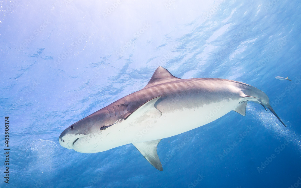 Tiger Shark swimming in clear waters of Bahamas Tiger Shark swimming in clear waters of Bahamas