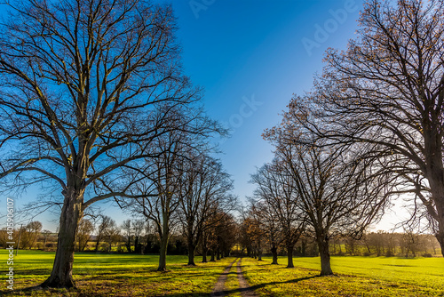 Walking through an avenue of trees near Lubenham, UK on a bright winters day