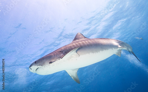 Tiger Shark swimming in clear waters of Bahamas © frantisek hojdysz