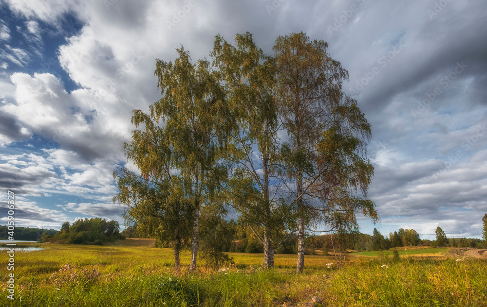 Birch trees on a summer meadow in Karelia on the shore of Lake Ladoga