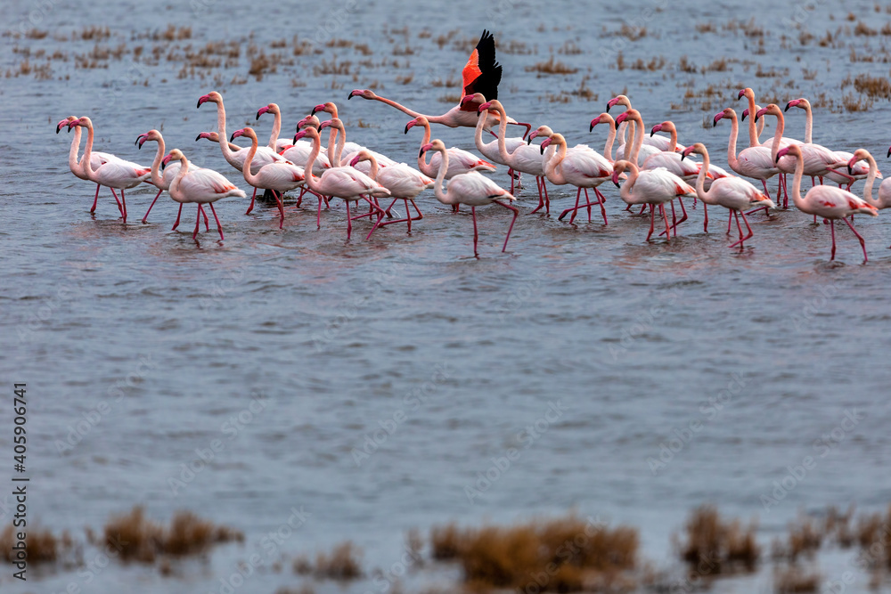 Flamingo standing in water of lagoon Kalochori.