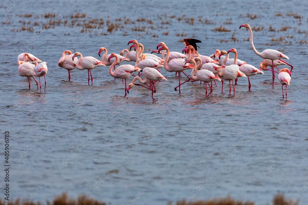 Flamingo standing in water of lagoon Kalochori.
