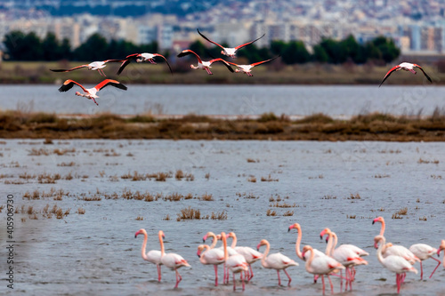 Flying flamingo over the water of lagoon Kalochori