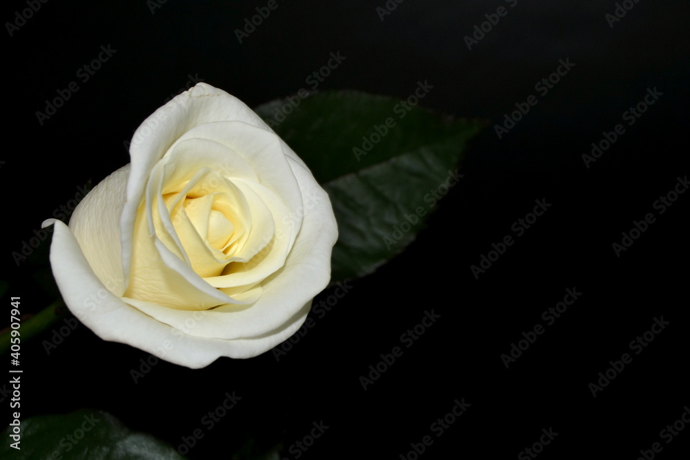 White rose on a black background. Space for text White rose on a black background. Space for text