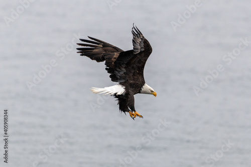 An adult American bald eagle prepares to pitch down on the water with its wings spread wide. The eagle has a white head and tail with long sharp talons spread wide as it hunts for fish in the ocean.