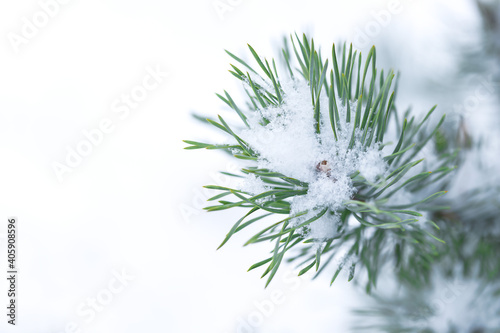 Winter background - twig of pine with snow