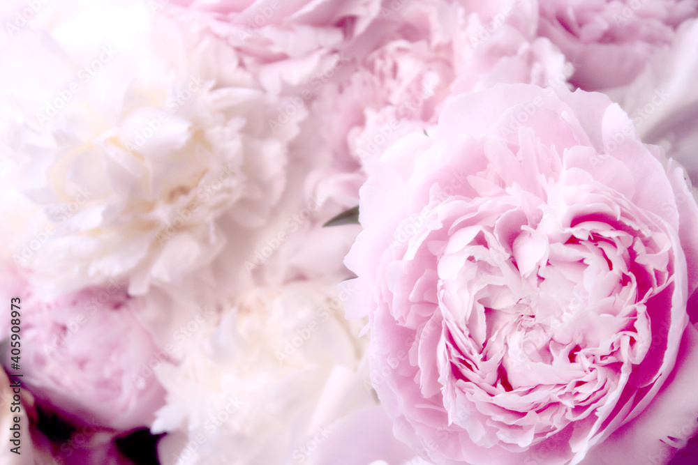 Fototapeta piękne pastelowe różowe piwonie w tle