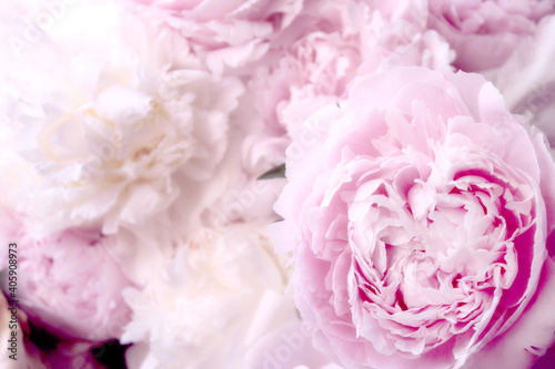 beautiful pastel pink peonies flowers background